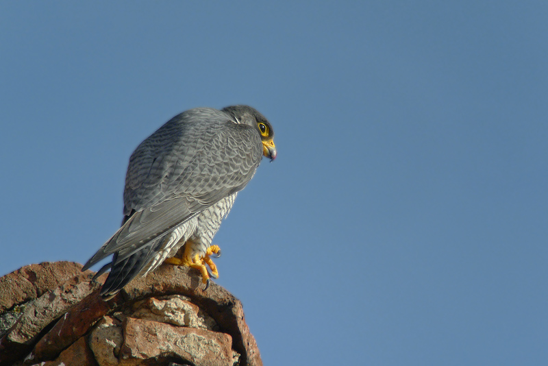 Falco Pellegrino di citt in Digiscoping